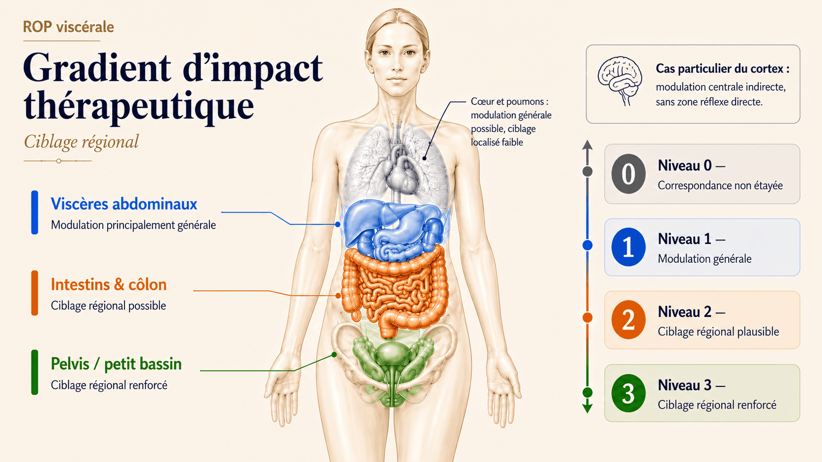 Schéma du corps situant trois ensembles viscéraux — pelvis et petit bassin, intestins et côlon, viscères abdominaux supérieurs et centraux — accompagné de l’échelle de ciblage régional de 0 à 3. Le cœur, les poumons et le cortex y relèvent d’une modulation générale ou indirecte.