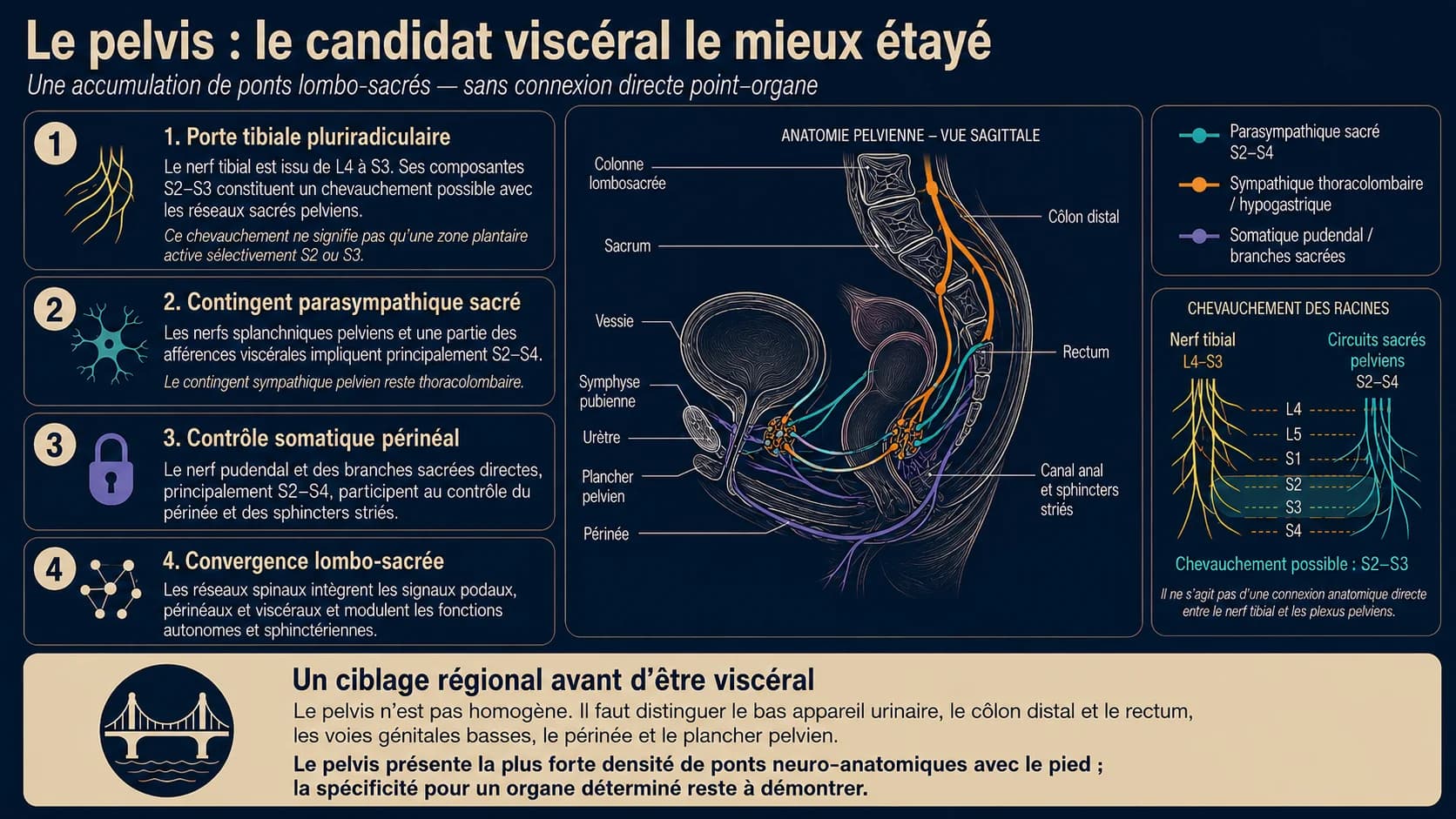 Vue sagittale de l’anatomie pelvienne avec les innervations parasympathique sacrée, sympathique thoracolombaire et somatique pudendale, et le chevauchement radiculaire S2-S3.