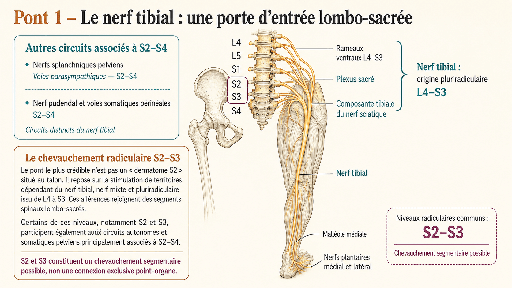 Le nerf tibial, une porte d'entrée lombo-sacrée.