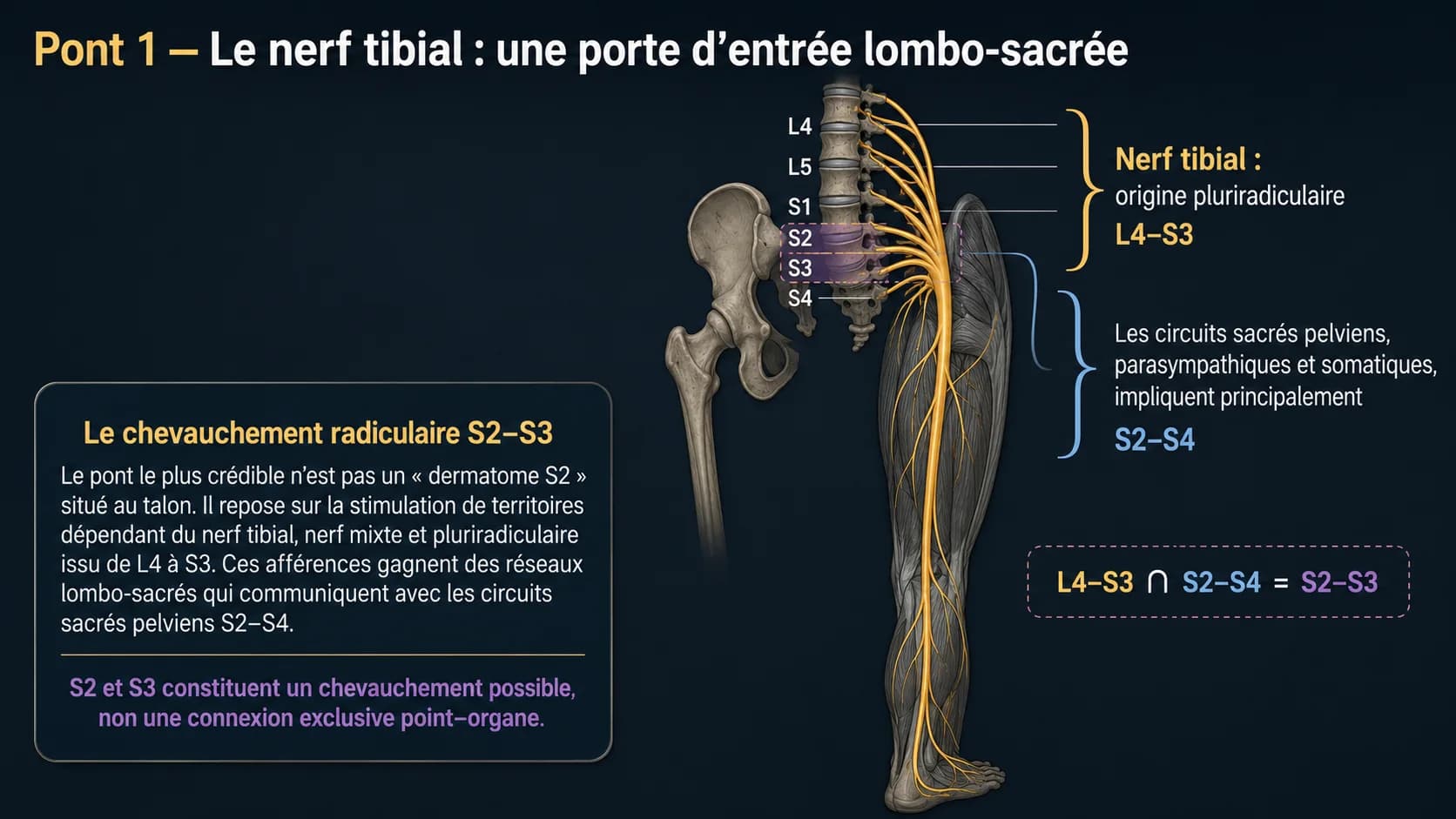 Schéma du nerf tibial issu des racines L4 à S3, comparé aux circuits sacrés pelviens S2 à S4 ; l’intersection correspond aux niveaux S2 et S3.