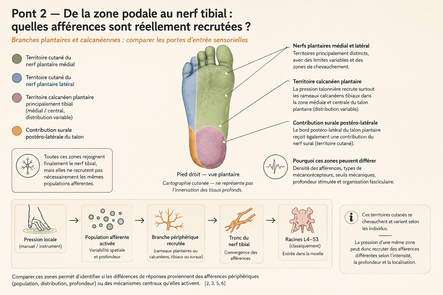 De la zone podale au nerf tibial : talon, arche et avant-pied au sein d'un même tronc nerveux.