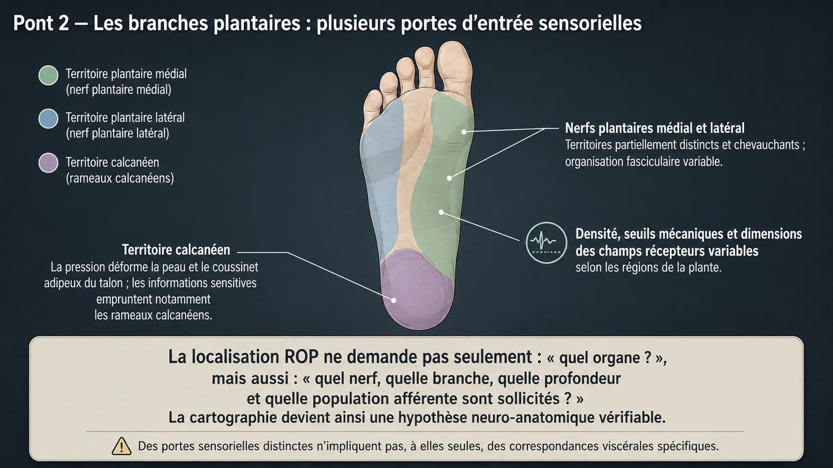 Plante du pied colorée en trois territoires nerveux : plantaire médial, plantaire latéral et calcanéen.