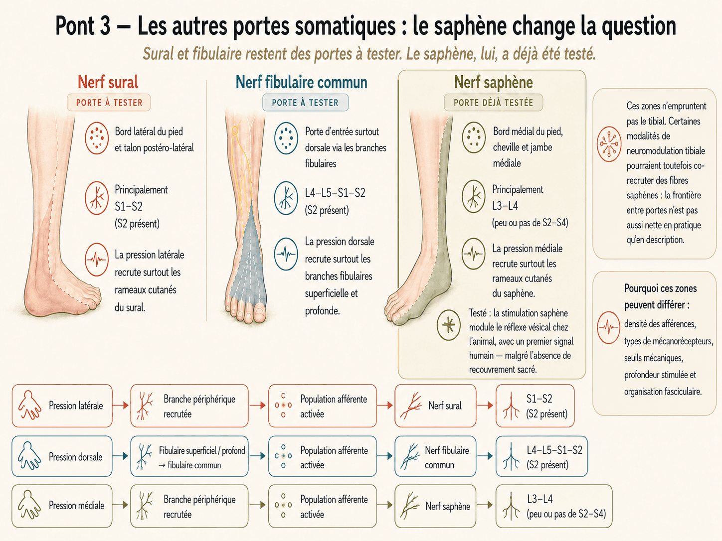 Pont 3 — Comparaison des portes somatiques surale, fibulaire et saphène, avec les données de modulation vésicale propres au nerf saphène.