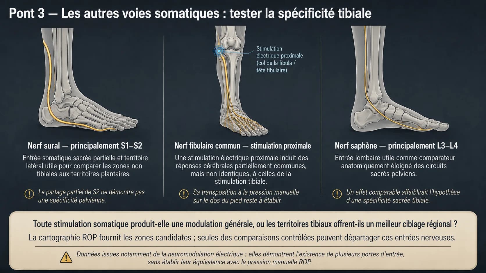 Trois schémas du pied montrant les trajets des nerfs sural, fibulaire commun et saphène.