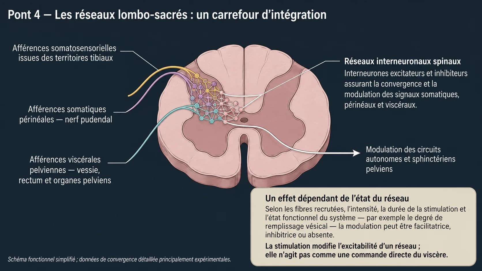 Coupe de moelle épinière montrant la convergence des afférences somatiques podales, périnéales et viscérales pelviennes sur des réseaux d’interneurones.