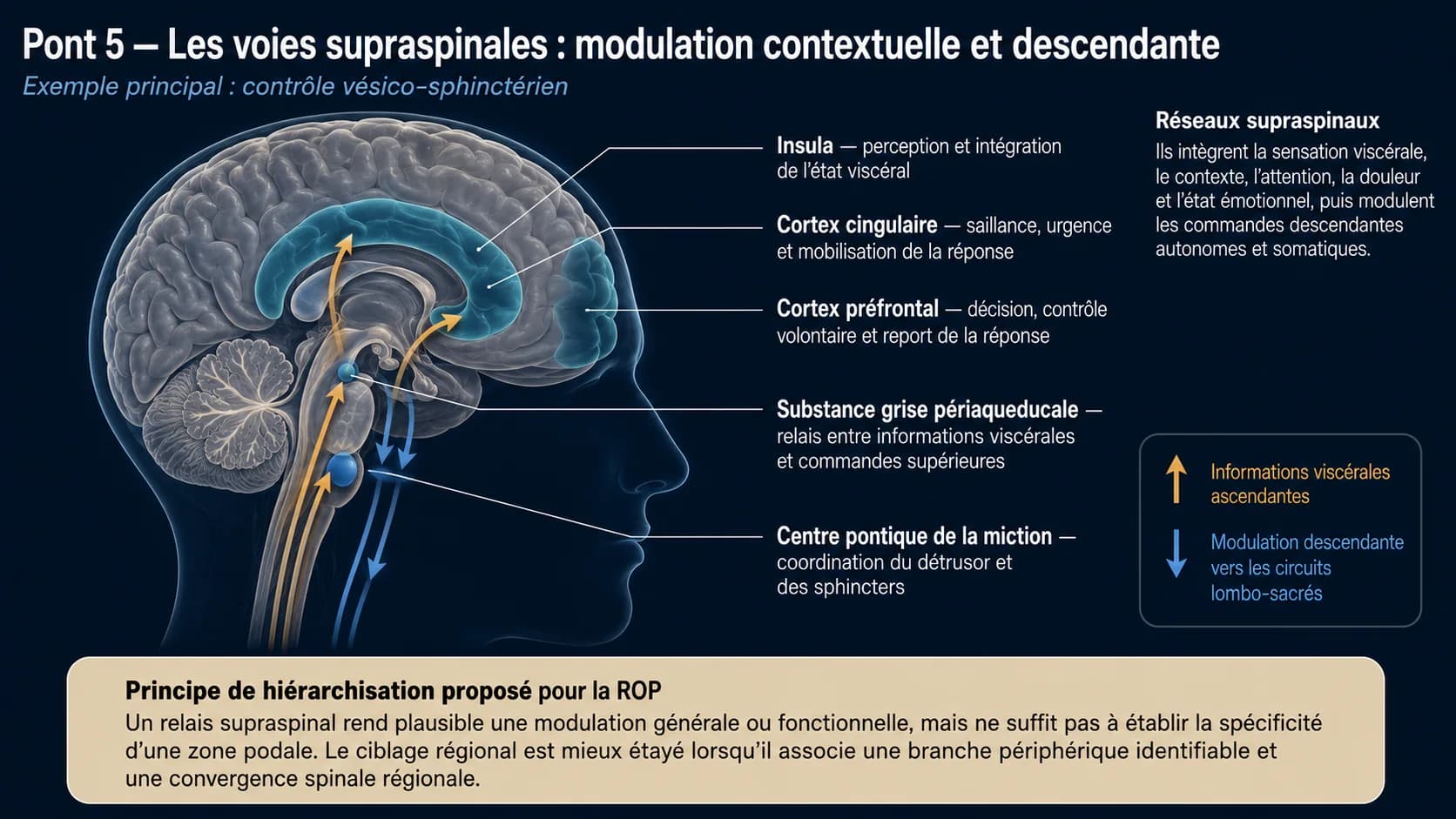 Coupe sagittale du cerveau montrant l’insula, le cortex cingulaire, le cortex préfrontal, la substance grise périaqueducale et le centre pontique de la miction.