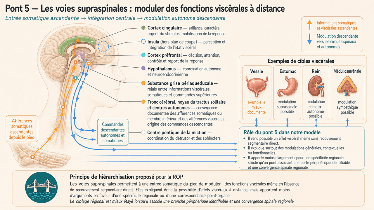 Illustration neuro-anatomique R.O.P.