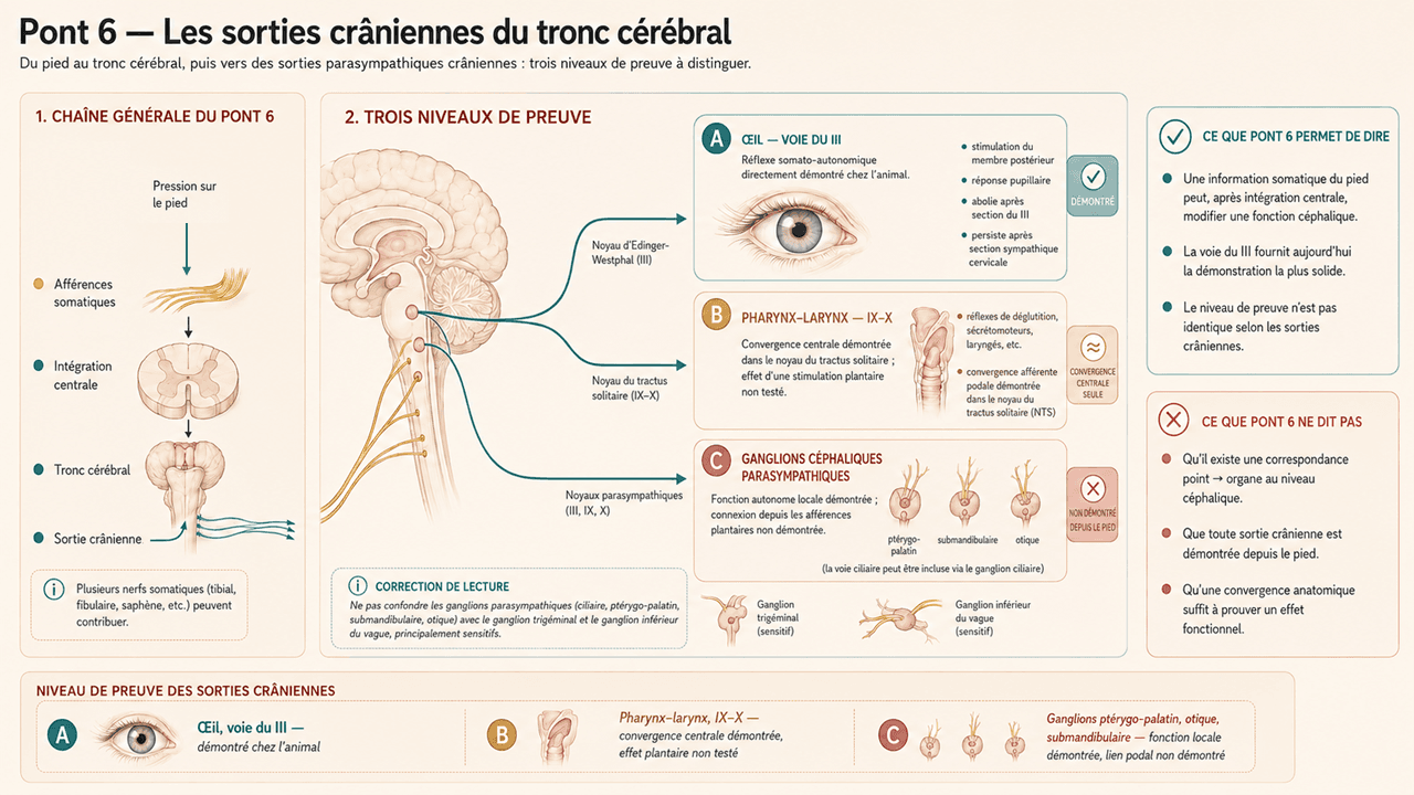 Pont 6 — Les sorties crâniennes du tronc cérébral : voies effectrices et niveaux de preuve.