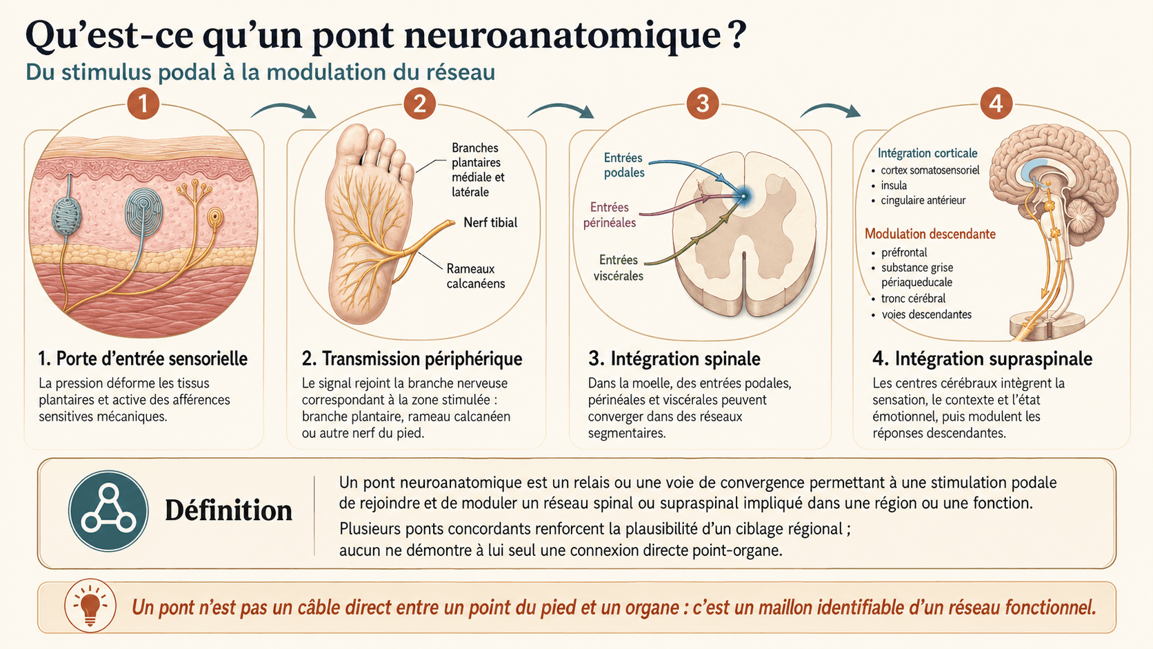 Du stimulus podal à la modulation du réseau, les quatre étapes d'un pont neuro-anatomique.