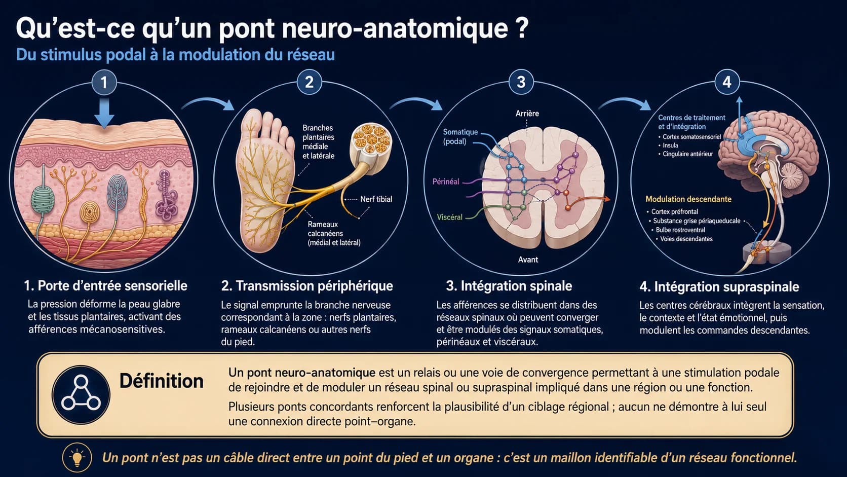 Schéma en quatre étapes : porte d’entrée sensorielle dans la peau du pied, transmission par les nerfs plantaires et le nerf tibial, intégration dans la moelle épinière, puis intégration cérébrale et modulation descendante.
