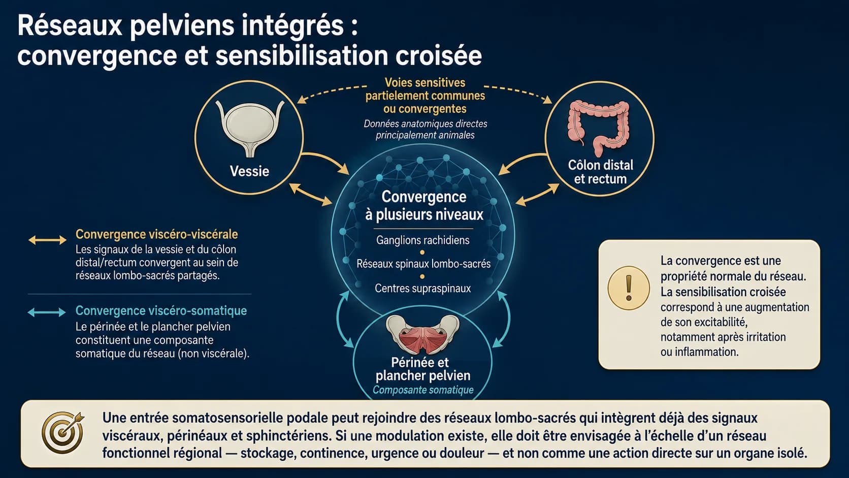 Schéma reliant vessie, côlon distal et rectum, périnée et plancher pelvien à trois niveaux de convergence : ganglions rachidiens, réseaux spinaux lombo-sacrés et centres supraspinaux.