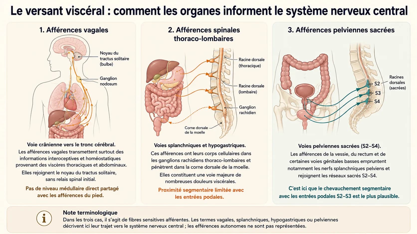 Trois schémas comparant les afférences vagales vers le tronc cérébral, les afférences spinales thoraco-lombaires et les afférences pelviennes sacrées S2-S4.