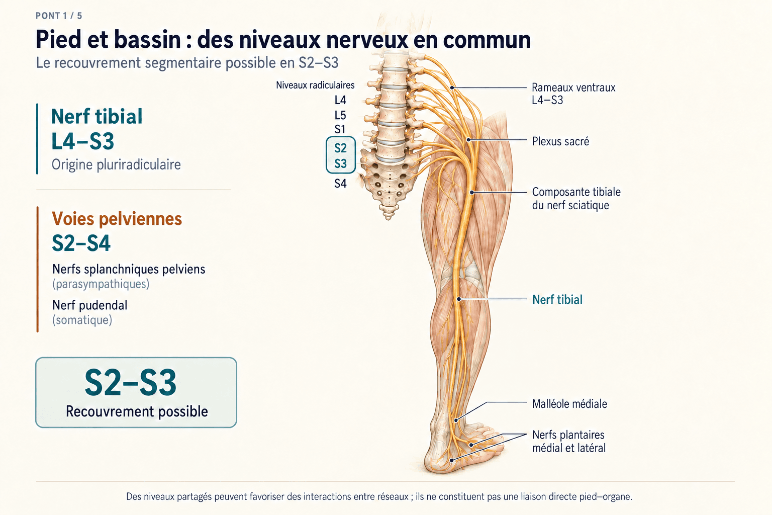 Pont 1 : recouvrement segmentaire entre le nerf tibial et les réseaux pelviens.