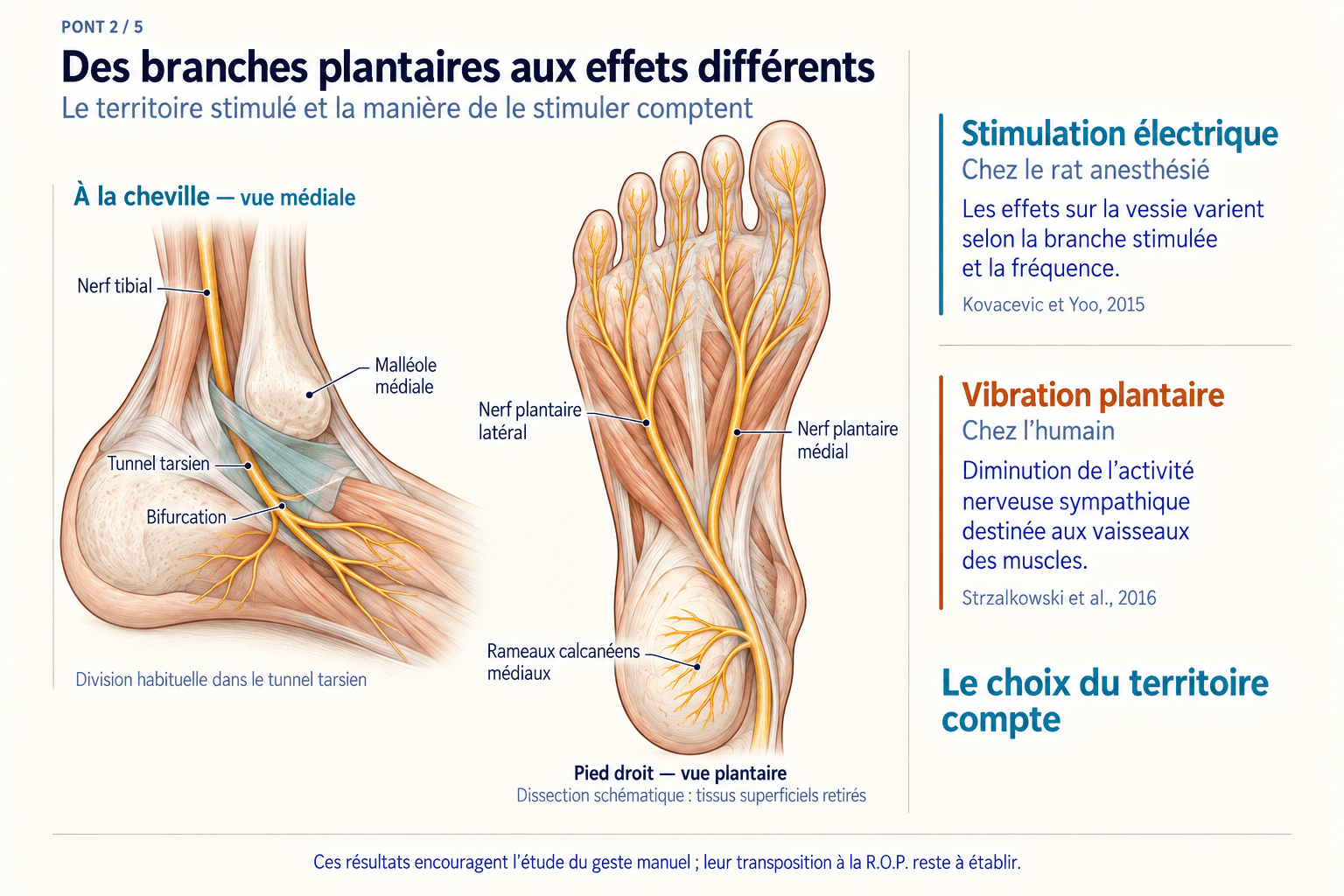 Pont 2 : les branches plantaires et calcanéennes du nerf tibial.