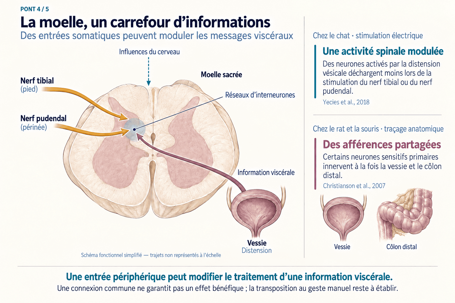 Pont 4 : convergence dans les réseaux lombo-sacrés.