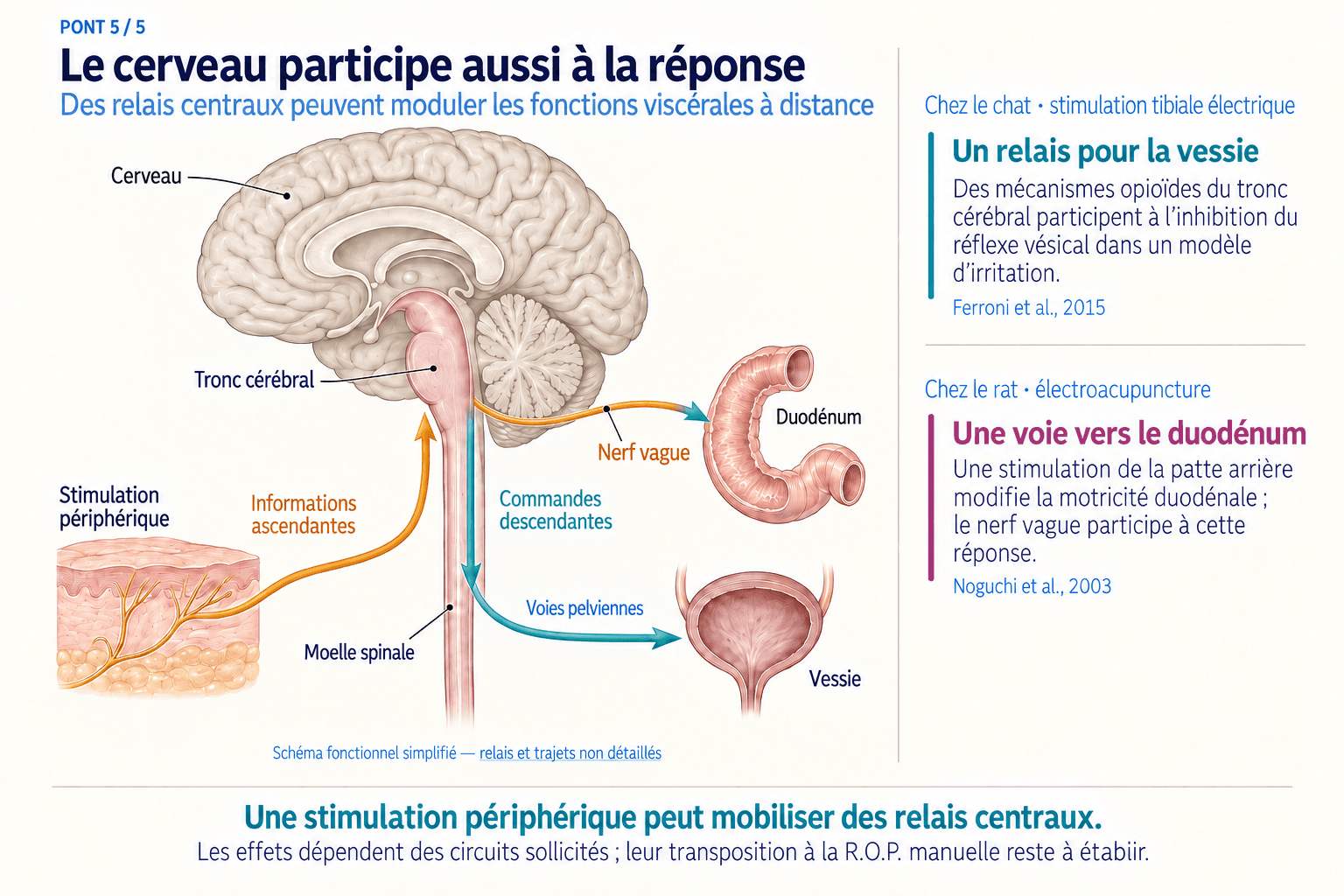 Pont 5 : intégration supraspinale et commandes descendantes.